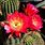 Echinopsis Grandiflora