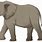 Elephant Caricature