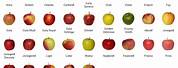 English Apple Varieties List