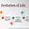 Evolution of Life Chart