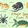 Exotic Pets List