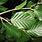 Fagus Sylvatica Leaf