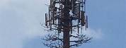 Fake Tree Cell Tower