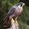 Falco Bird