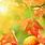 Fall Apple Backgrounds