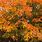 Fall Maple Tree Leaves