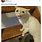 Famous Cat Memes