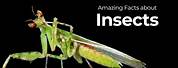 Fascinating Facts About Insects