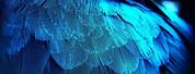 Feather Blue Black HD Desktop Wallpaper