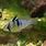 Female Blue Ram Cichlid