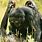 Female Bonobo Mate