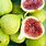 Fig Fruit Varieties