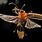 Firefly Beetle