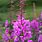 Fireweed Plant