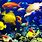 Fishes Wallpaper