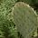 Flat Leaf Cactus