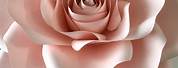 Flower Giant Paper Rose Template Printable