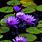 Flower Lotu Purple Water Lily