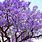 Flowering Purple Jacaranda Tree