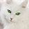 Fluffy White Cat Green Eyes