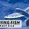 Flying Fish Facts