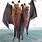 Flying Fox Bat Wingspan