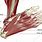 Foot Arch Muscles