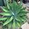 Foxtail Agave Plant