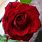 Fragrant Red Roses