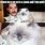 Freddie Mercury Cat Meme