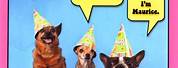 Free Facebook Birthday Cards Funny