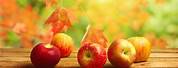Free Photos of Autumn Apple's