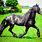 Friesian Horse Stallion