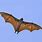 Fruit Bat Wing Span