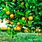 Fruit Tree Wallpaper