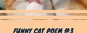 Funny Cat Poems for Kids