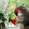Funny Cat and Flower