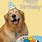 Funny Dog Happy Birthday Wishes