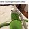 Funny Kermit Memes Clean