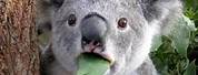 Funny Koala Bear Meme