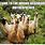 Funny Llama Memes