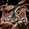 Funny Owl Wallpaper