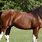 Gaited Horse Breeds