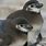Galapagos Penguin Chicks