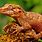 Gecko Lizard Pictures