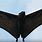 Giant Bats in Australia