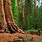 Giant Redwood Forest
