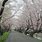 Gifu 桜 見ころ