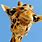 Giraffe Desktop