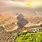 Giza Plateau Aerial View